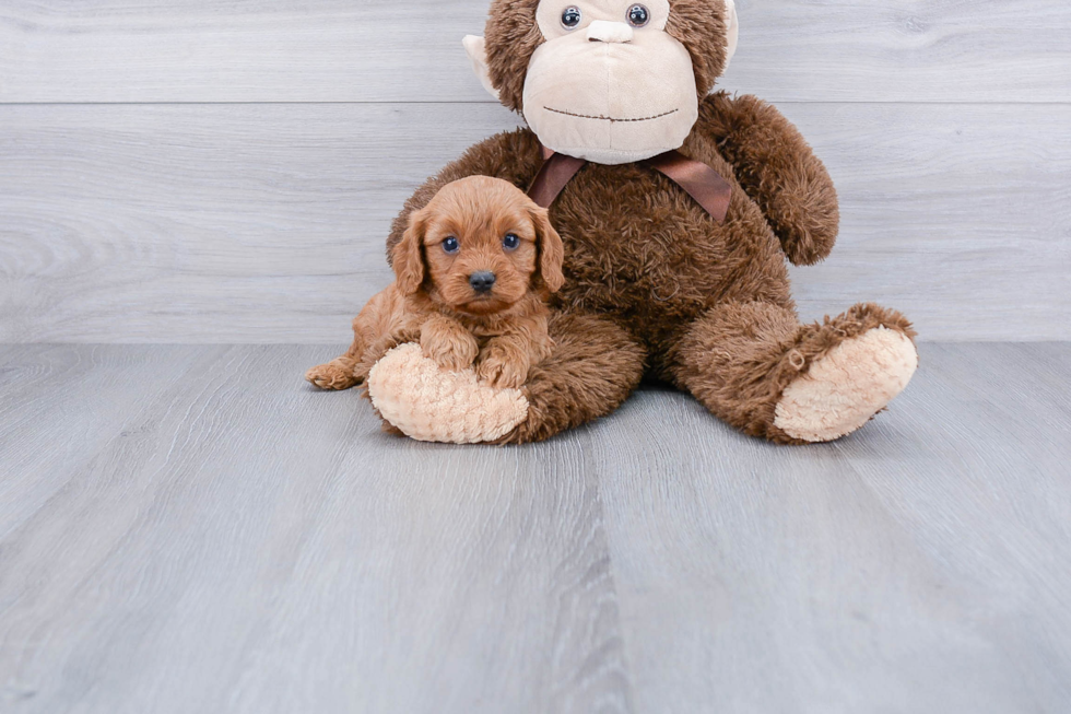 Best Cavapoo Baby