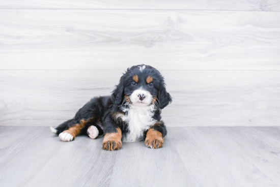 Best Mini Bernedoodle Baby