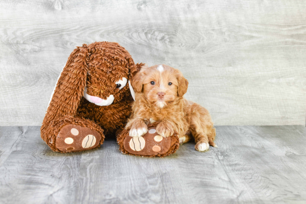 Mini Goldendoodle Pup Being Cute