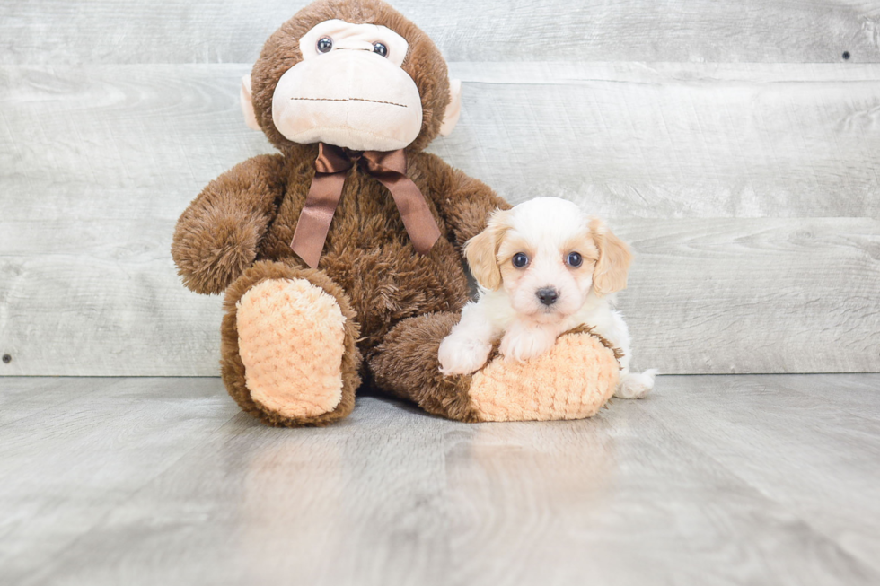 Cavachon Pup Being Cute