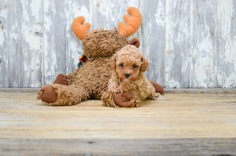 Hypoallergenic Poodle Baby