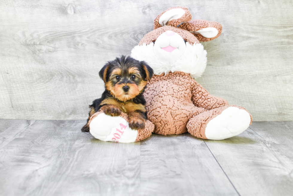 Meet Timmy - our Yorkshire Terrier Puppy Photo 