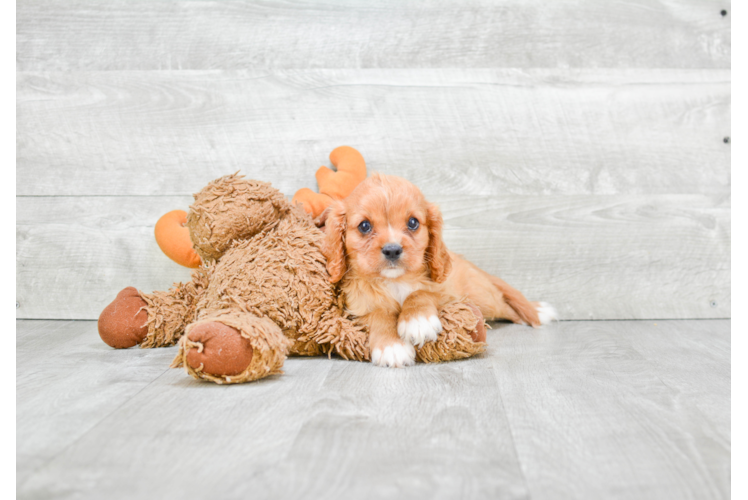 Cute Cavalier King Charles Spaniel Purebred Puppy