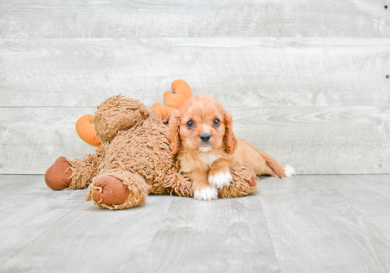 Cute Cavalier King Charles Spaniel Purebred Puppy