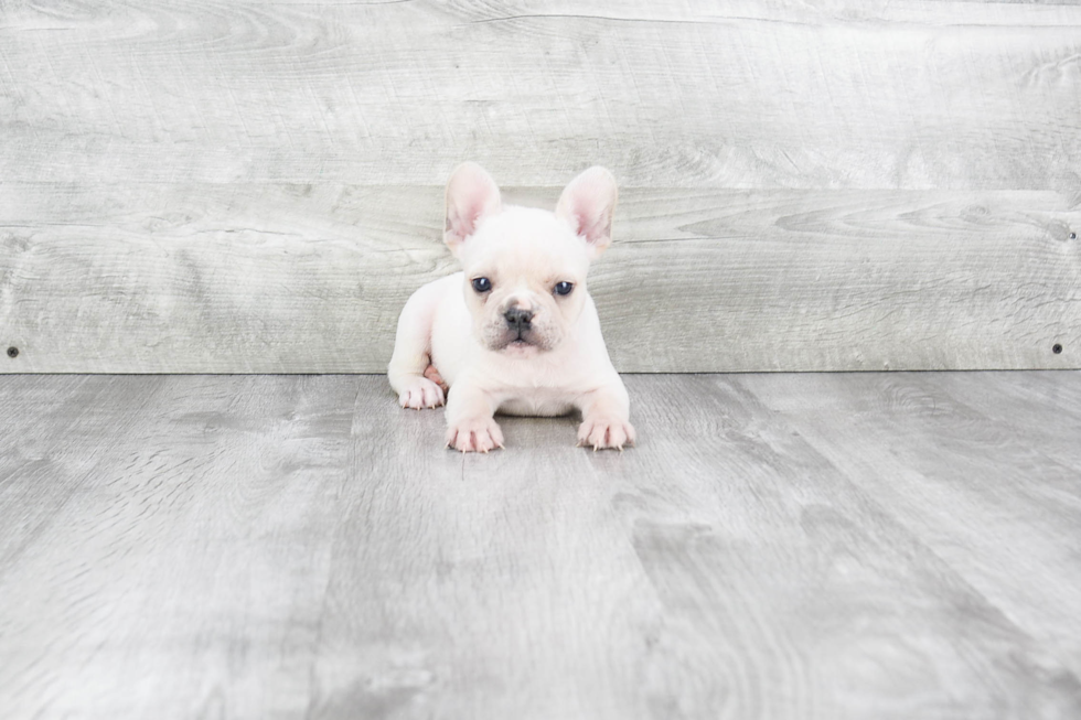 Happy Frenchie Purebred Puppy