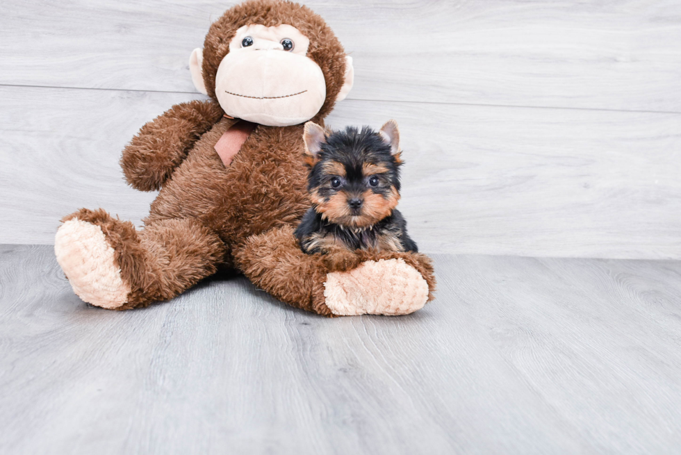 Meet Beckham - our Yorkshire Terrier Puppy Photo 