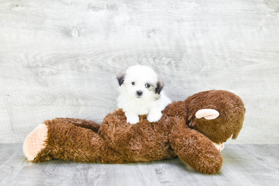 Teddy Bear Pup Being Cute