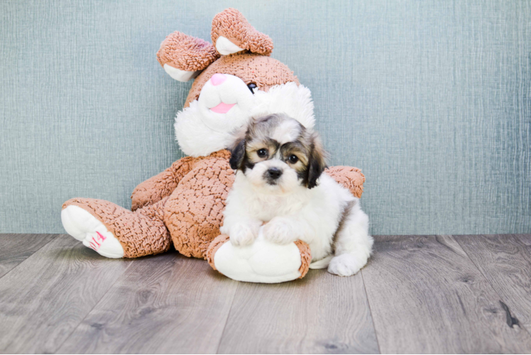 Playful Shichon Designer Puppy