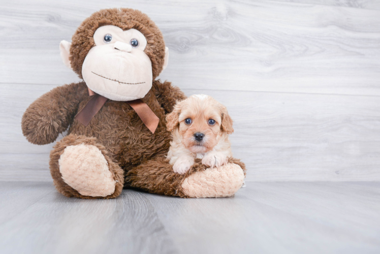 Cavapoo Pup Being Cute