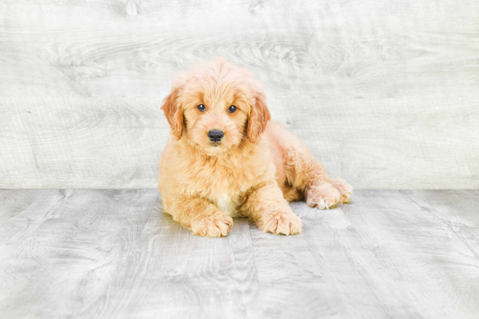 Mini Goldendoodle Pup Being Cute