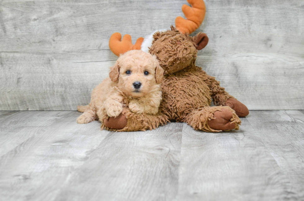 Mini Goldendoodle Pup Being Cute