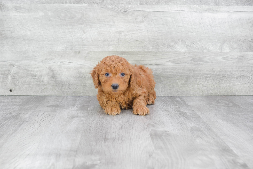 Energetic Golden Retriever Poodle Mix Puppy