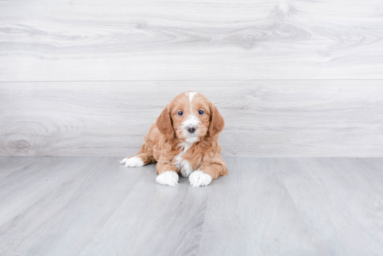 Sweet Mini Goldendoodle Baby