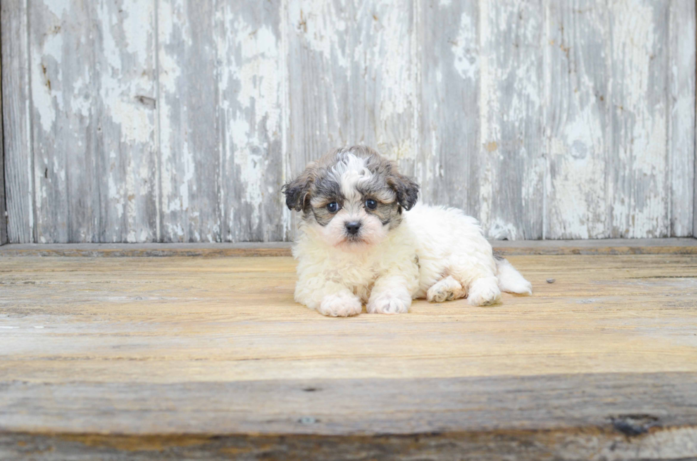 Teddy Bear Puppy for Adoption