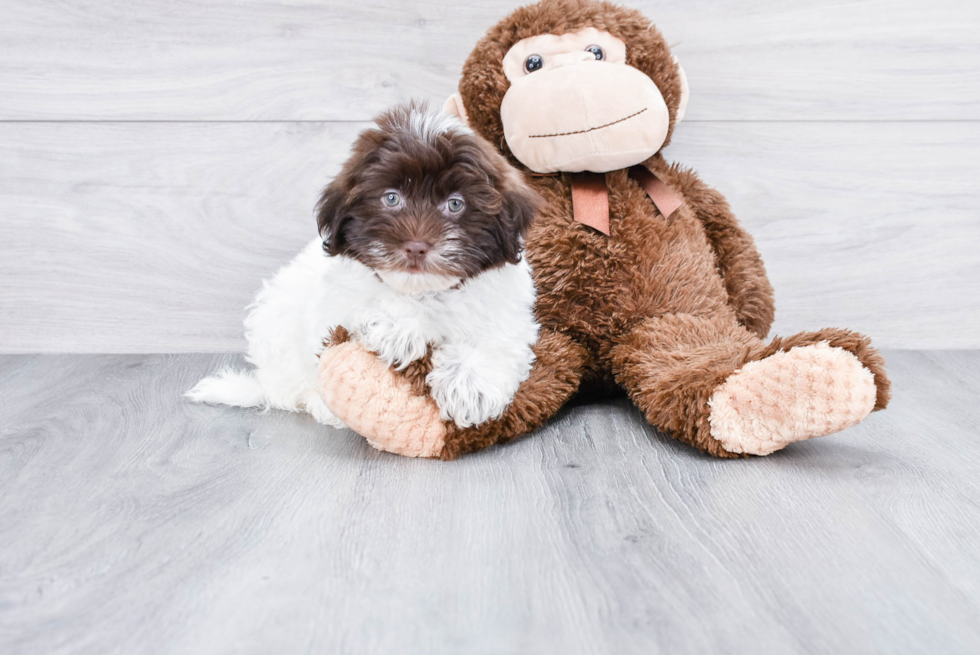 Havanese Pup Being Cute