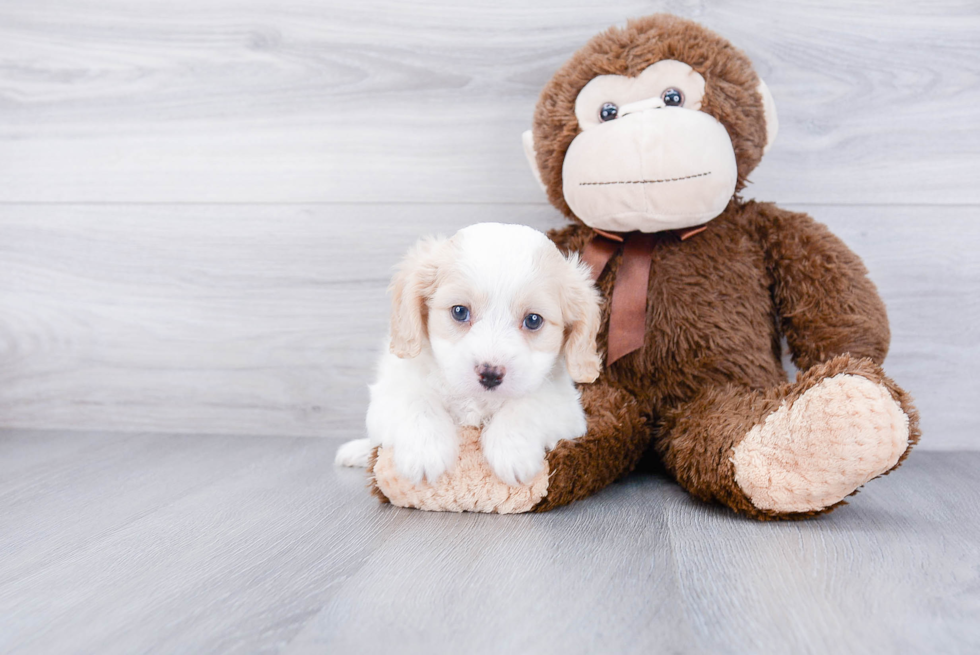 Small Cavachon Baby