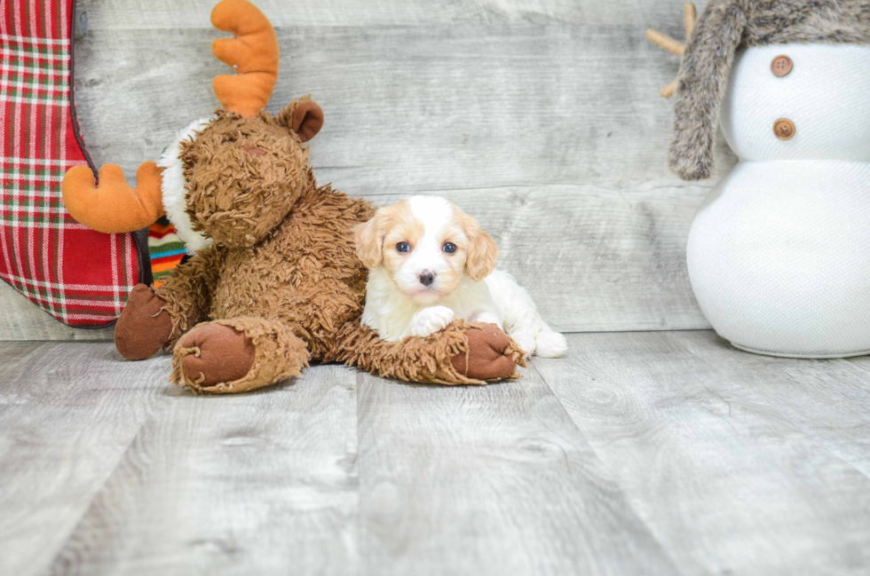 Best Cavachon Baby