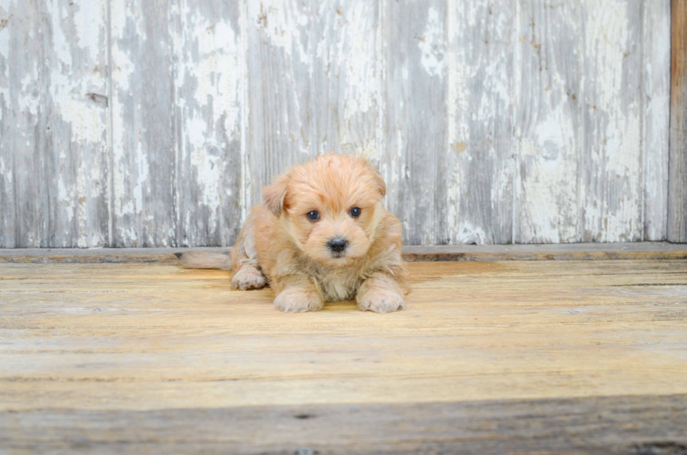 Morkie Puppy for Adoption