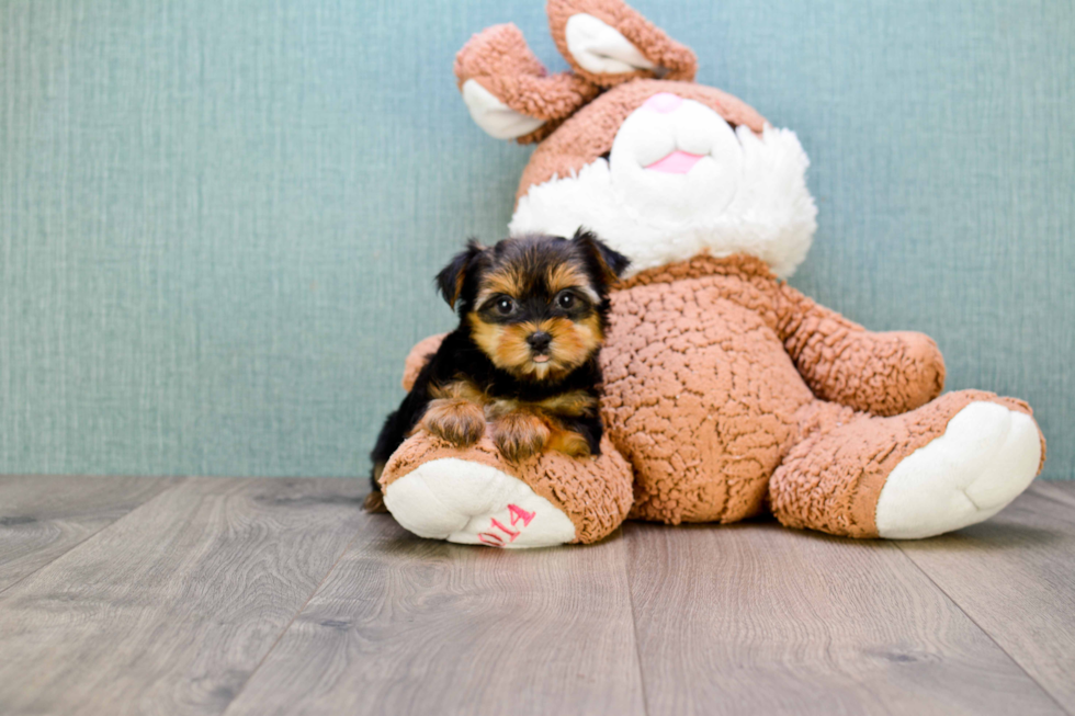 Meet Twinkle - our Yorkshire Terrier Puppy Photo 