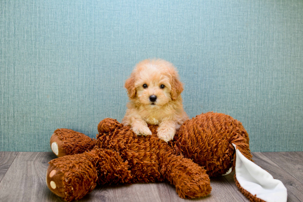 Adorable Maltese Poodle Poodle Mix Puppy