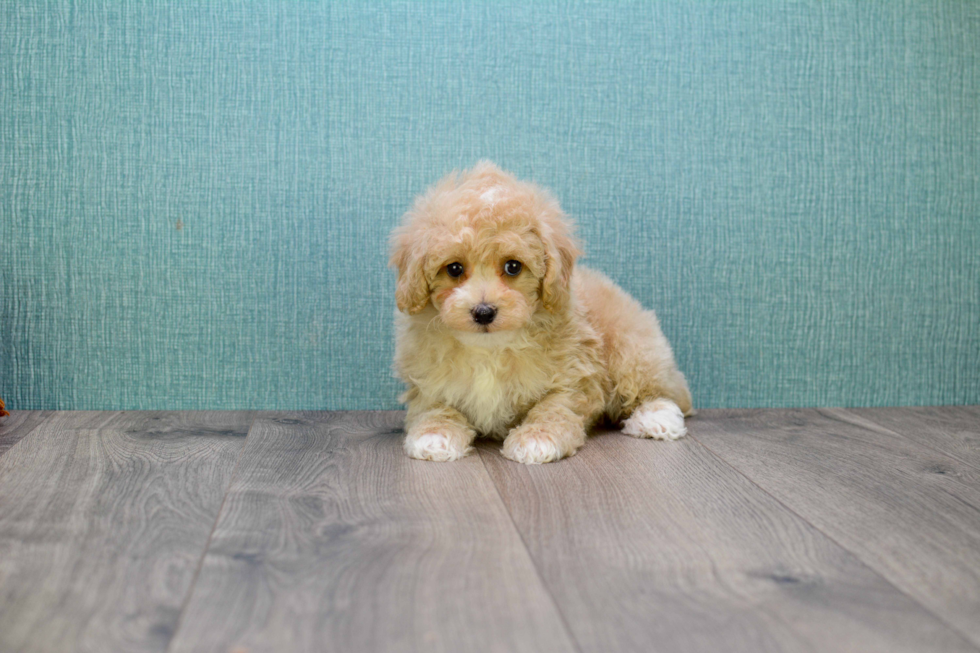 Best Cavapoo Baby