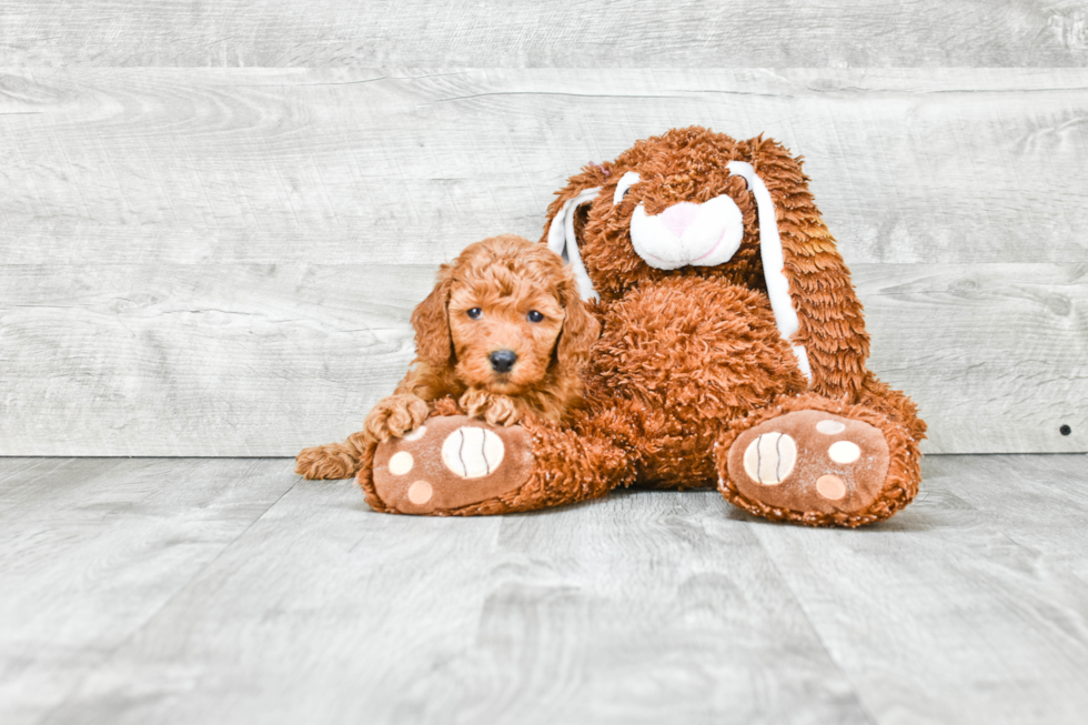 Fluffy Mini Goldendoodle Poodle Mix Pup