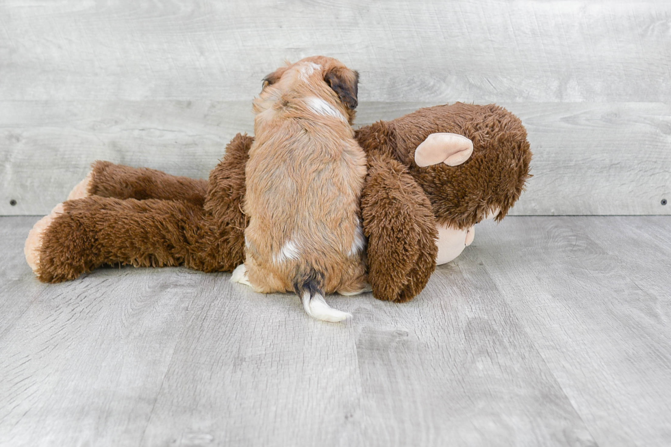 Cavachon Pup Being Cute