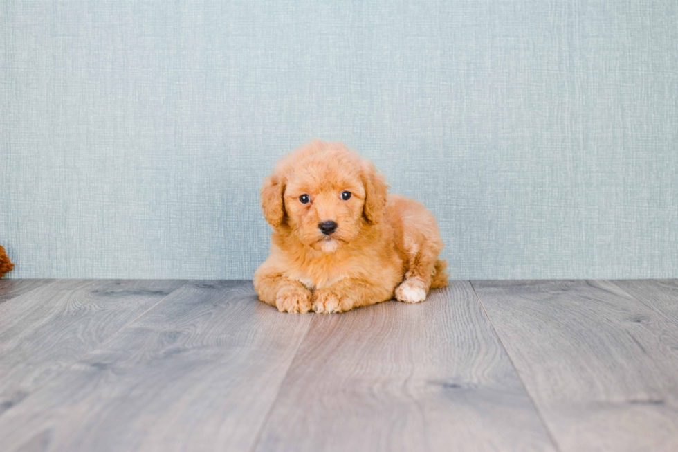 Petite Mini Goldendoodle Poodle Mix Pup