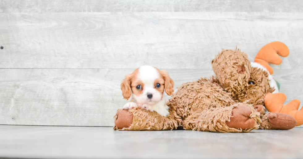 Best Cavalier King Charles Spaniel Baby