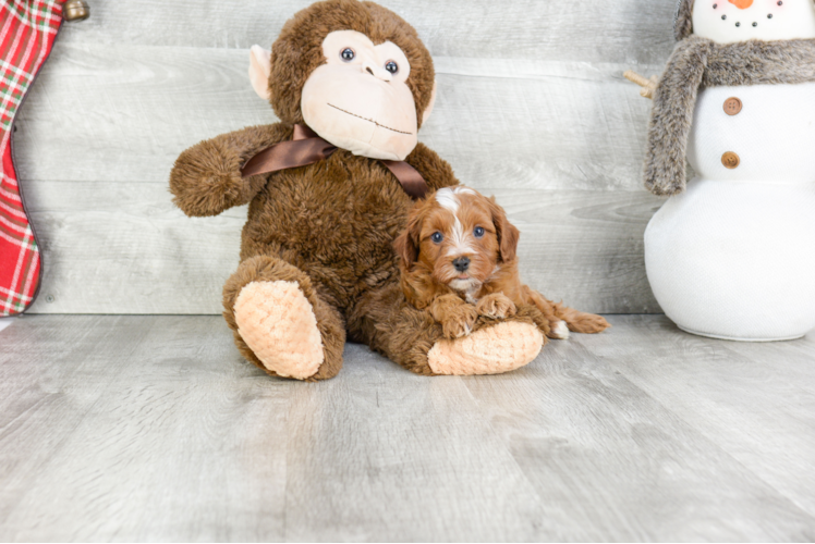 Little Cavoodle Poodle Mix Puppy