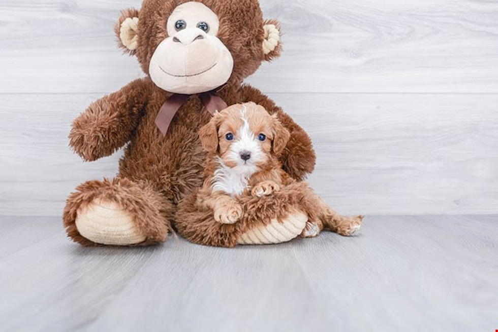 Popular Cavapoo Poodle Mix Pup