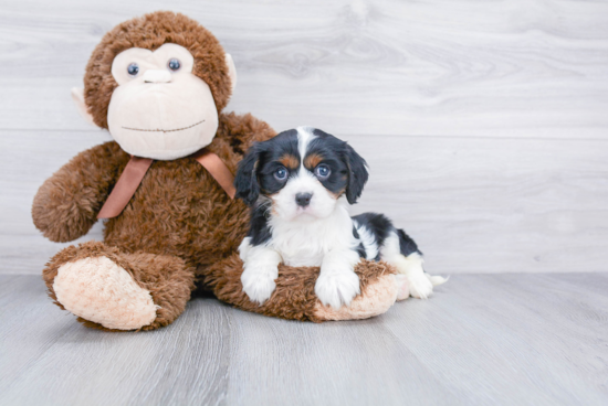 Cavalier King Charles Spaniel Pup Being Cute