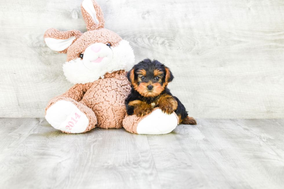 Meet Lisa - our Yorkshire Terrier Puppy Photo 