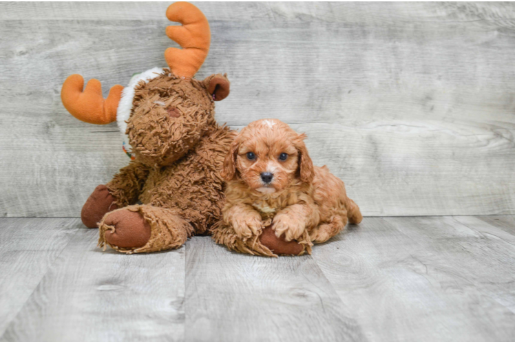 Best Cavapoo Baby