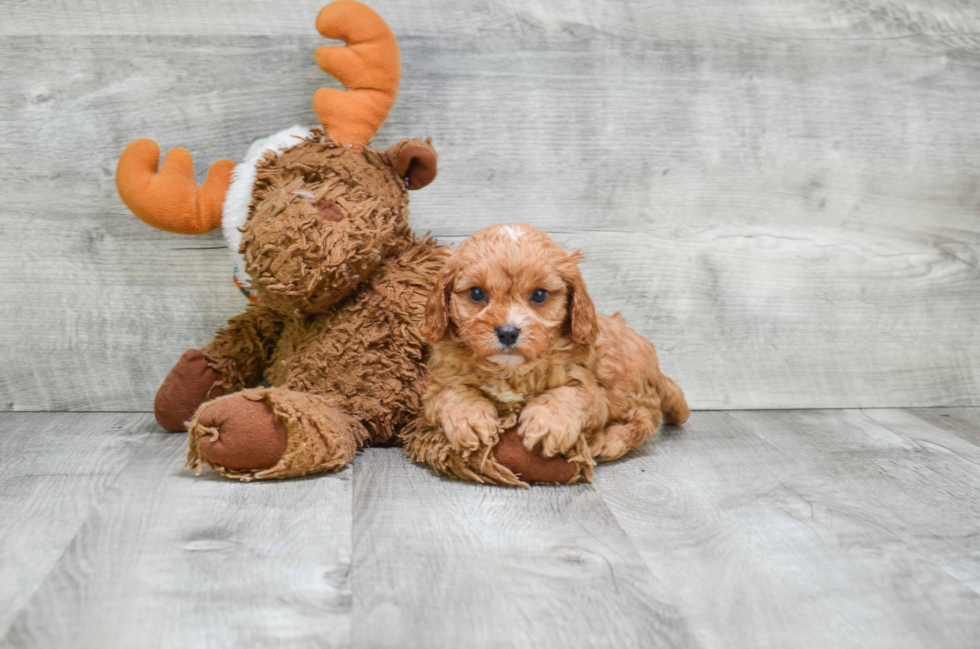 Best Cavapoo Baby
