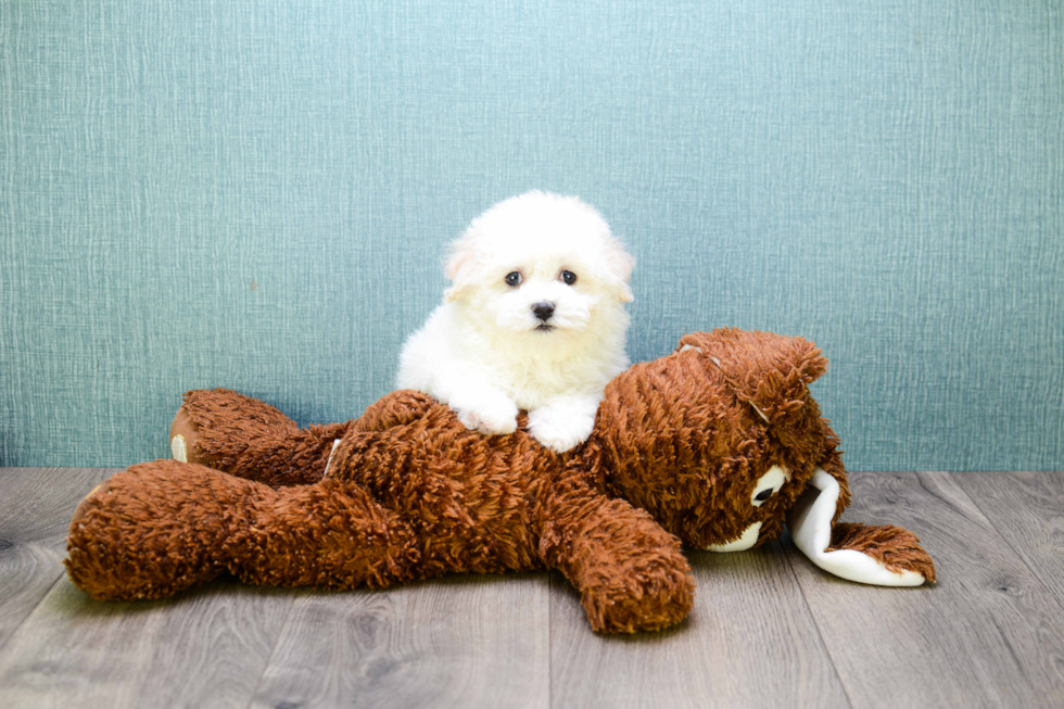 Maltipoo Puppy for Adoption