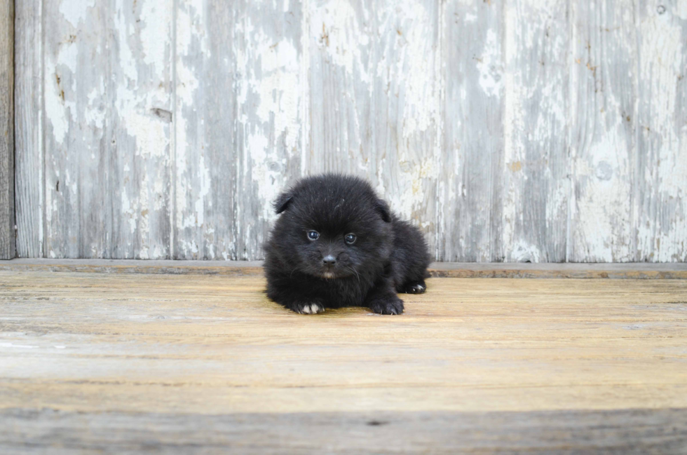 Smart Pomeranian Purebred Puppy