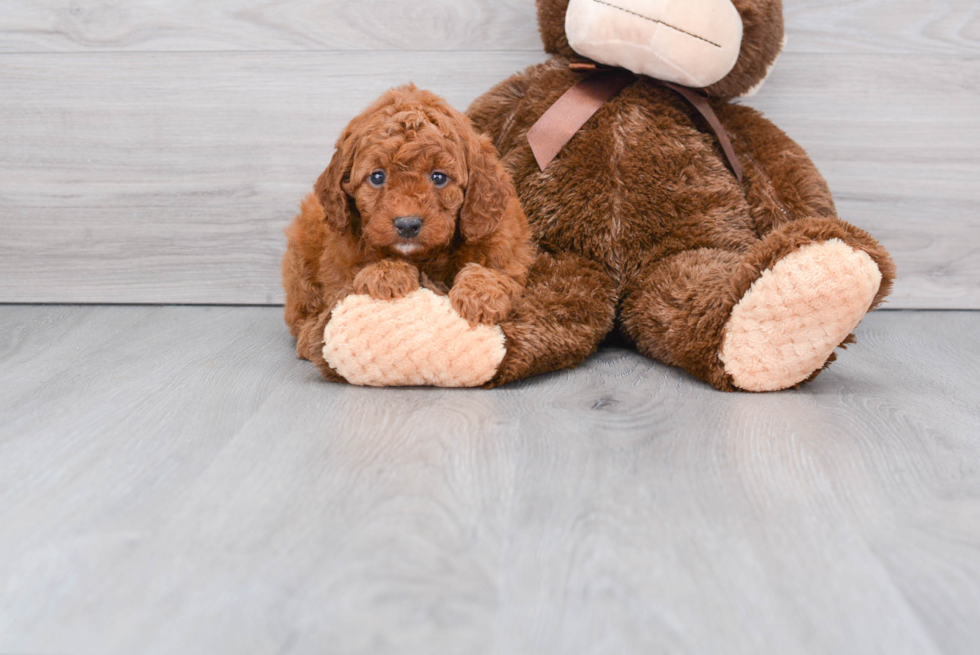 Mini Goldendoodle Puppy for Adoption