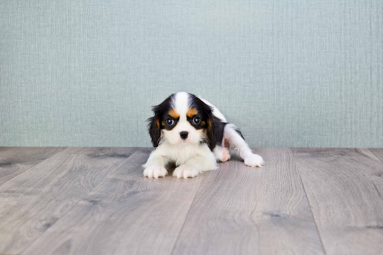 Best Cavalier King Charles Spaniel Baby