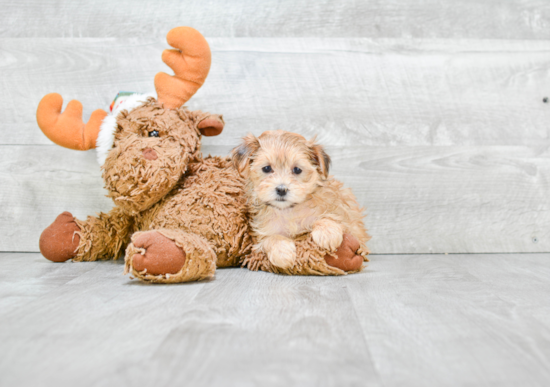 Energetic Yorkie Designer Puppy