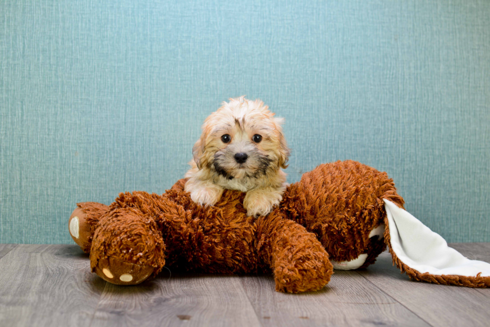 Friendly Morkie Baby