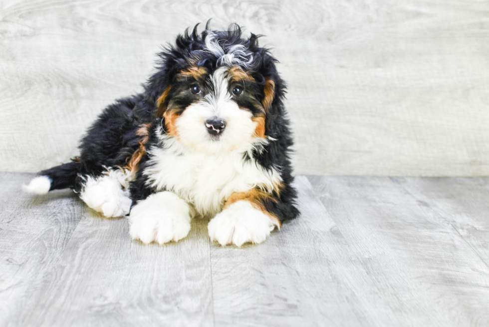 Adorable Mini Berniedoodle Poodle Mix Puppy