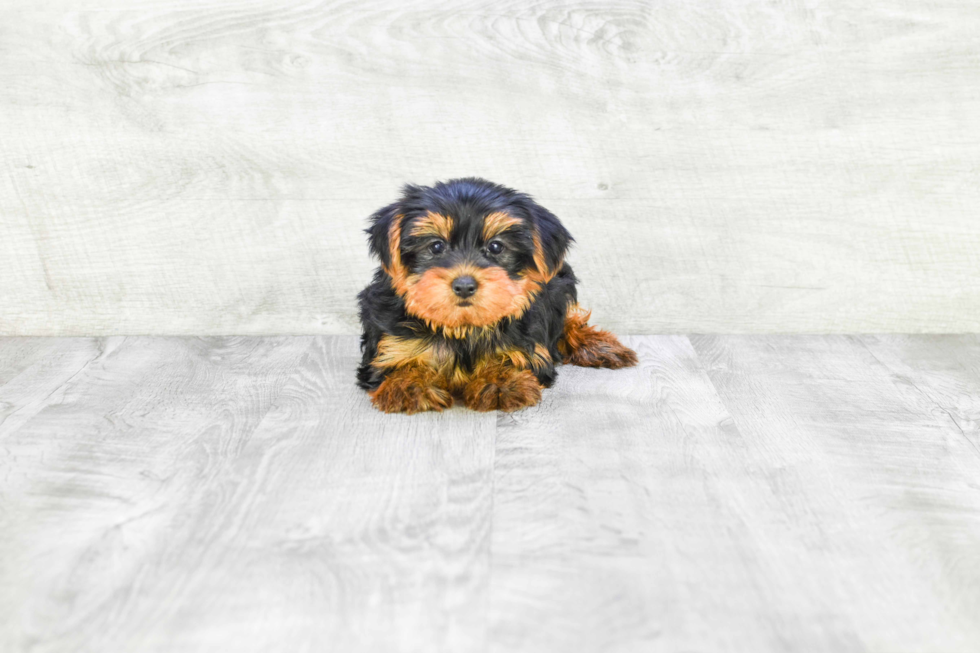 Meet Timmy - our Yorkshire Terrier Puppy Photo 