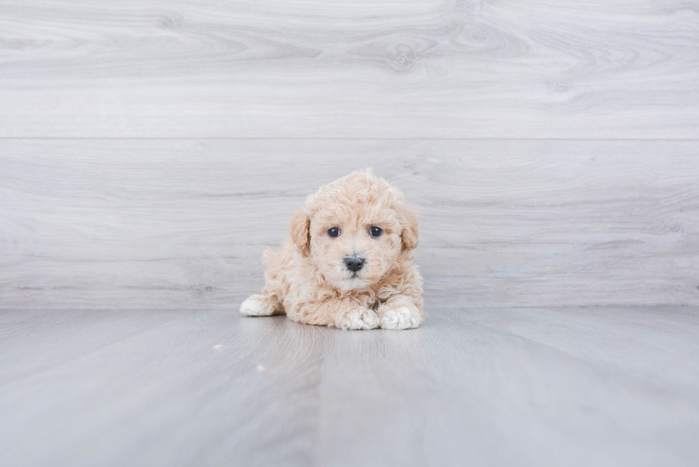 Cute Maltipoo Baby