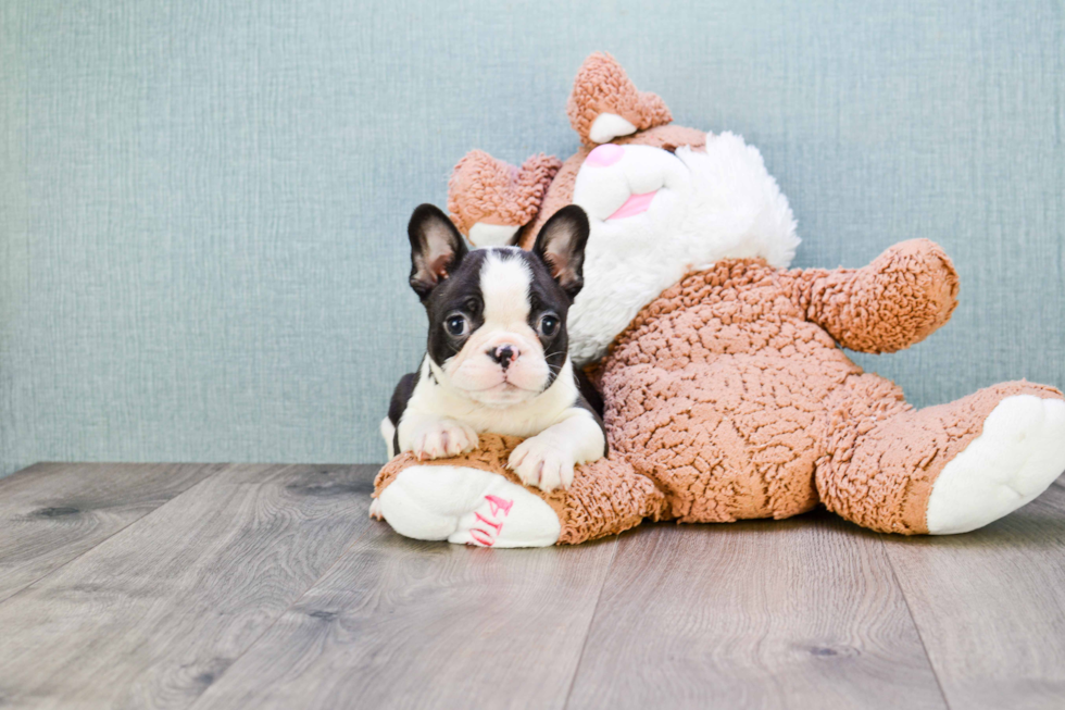 French Bulldog Puppy for Adoption