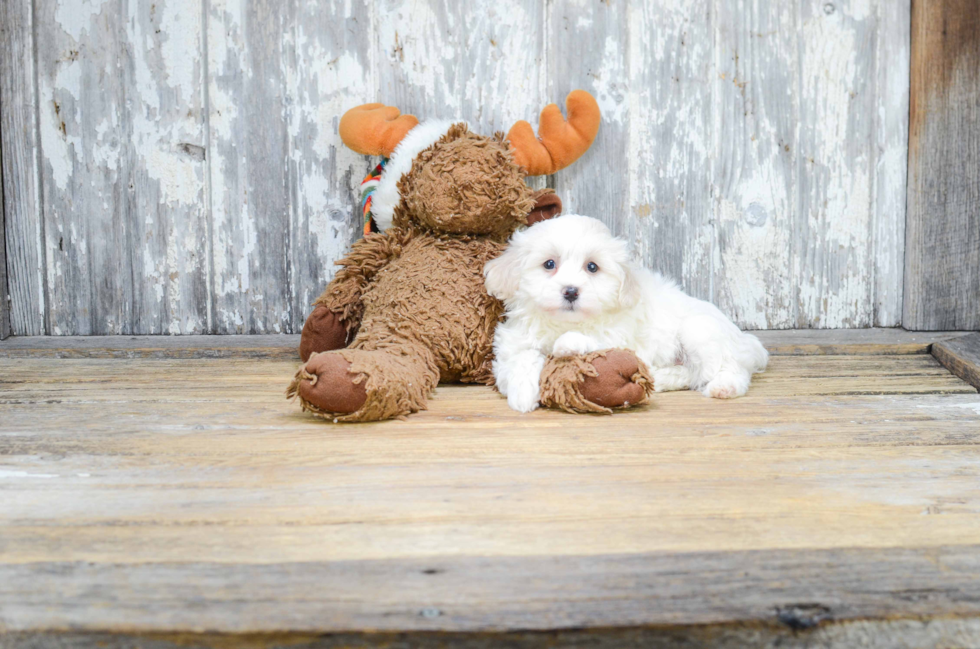 Havanese Puppy for Adoption