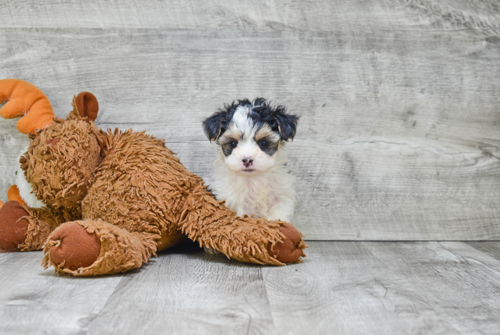 Smart Morkie Designer Pup