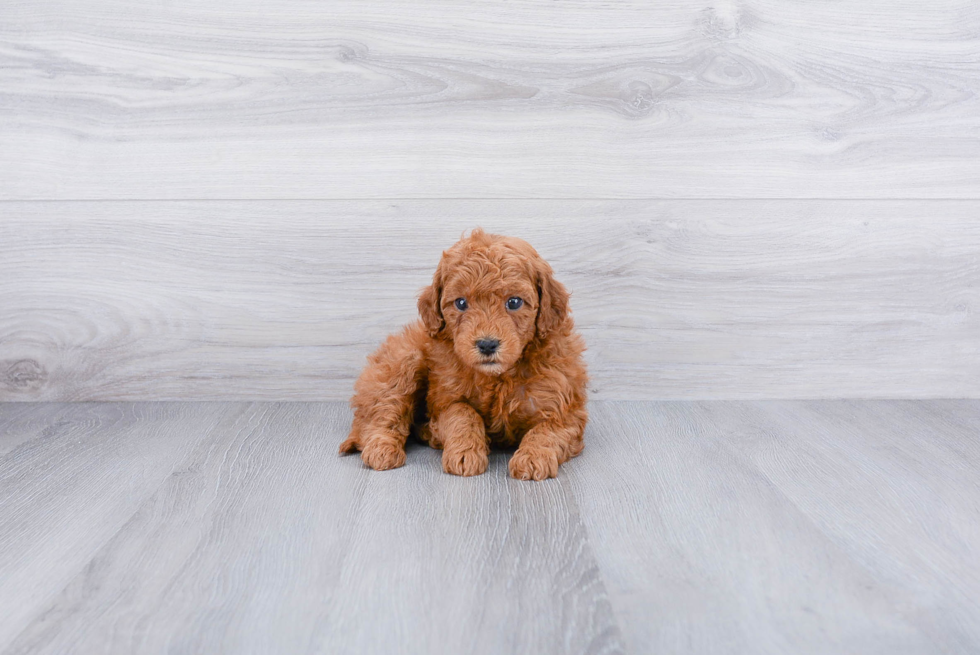 Mini Goldendoodle Pup Being Cute