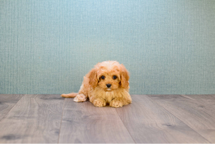 Energetic Cavoodle Poodle Mix Puppy