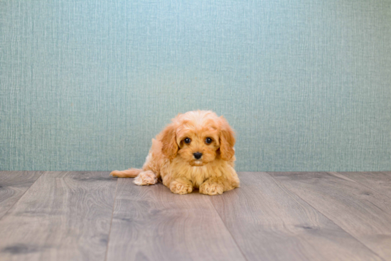 Energetic Cavoodle Poodle Mix Puppy